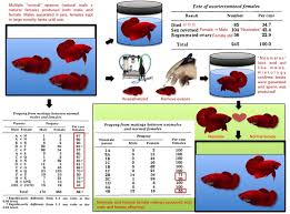 64 genuine betta breeding chart