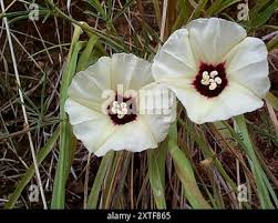 Image result for Merremia palmata