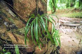 Image result for Vittaria elongata