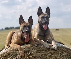 Belgian Malinois Protection Dogs Fully Trained Dog For Sale Well Trained Ccpd Malinois Dog Malinois Puppies Belgian Malinois