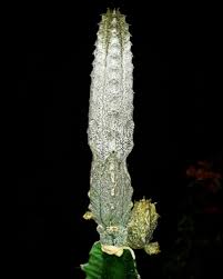 Image result for Euphorbia unicornis