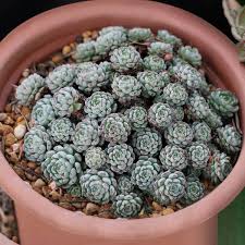 Image result for Humularia minima