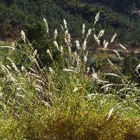 Image result for Eragrostis barbinodis