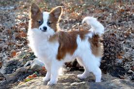 Get a boxer, husky, german shepherd, pug, and more on kijiji, canada's #1 local classifieds. Missouri Papillon Breeder Puppy For Sale Puppies Pups Papillion Puppies Papillon Dog Papillon Puppy
