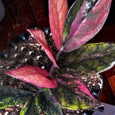 Image result for Rhigozum zambesiacum