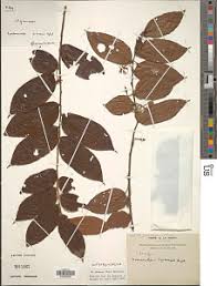 Image result for Dicranolepis