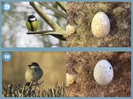 Birds That Lay Eggs On The Ground Uk Identifying Birds Eggs Scottish Wildlife Trust