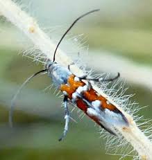 Image result for Volusia amboinensis