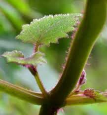 Image result for Plectranthus swynnertonii