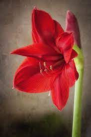 Amaryllis In Red By Maria Luciana Robinson Amaryllis Tattoo Amaryllis Amaryllis Flowers