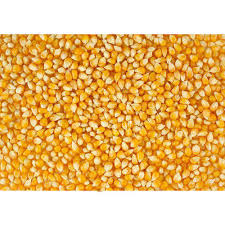 Our white & yellow maize seeds are designed with farmers in mind. Yellow Maize Seeds Exporter Yellow Maize Seeds Supplier From Surat India