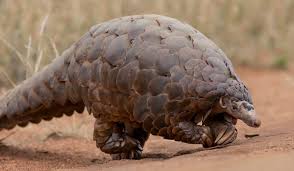 This enigmatic creature that holds the secrets of 85 million years of evolution is now the most poached mammal on the planet. Il Covid 19 E Il Pangolino L Animale Piu Trafficato Lavialibera