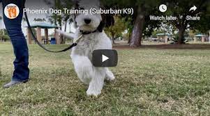 Maybe you would like to learn more about one of these? Dog Training In Phoenix Arizona Suburban K9