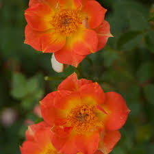 Rosa x 'oso easy paprika'. Oso Easy Paprika Rose Rosa Sp Proven Winners