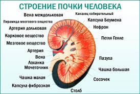 Pristup Pochechnoj Koliki Chto Delat I Chem Obezbolit Pervaya Pomosh Lechenie Na Domu I V Stacionare