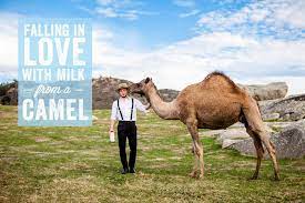 When dehydrated camels are offered water, they drink and they drink a lot. The Cure In Camel Milk A Miraculous Medicine