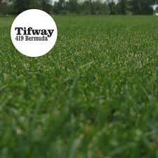 Tifway (tifton 419) bermuda does not make seed but princess 77 bermuda seed can be substituted. Buy Now Travis Resmondo Sod High Quality Fresh Fl Sod