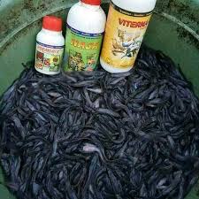 Paket Budidaya Ikan Nila Ikan Mujair Ikan Lele Solusi Bioflok Mengurangi Amoniak Di Lapak Mitra Nasa Purwokerto Bukalapak
