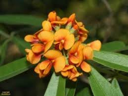 Image result for Pavonia burchellii