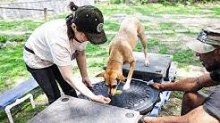 Our dog agility training equipment includes weave poles, obedience jumps, agility tunnels and dog walks. Q6kss3p7axfklm