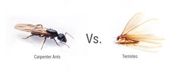 Homes with moisture issues caused by leaks are prime targets for carpenter ants. Carpenter Ants Vs Termites