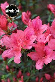Azaleas Bring Massive Blooms And Beautiful Bright Colors To Any Garden Find Out How To Plant And Grow Azaleas How To Azalea Flower Rhododendron Plant Plants