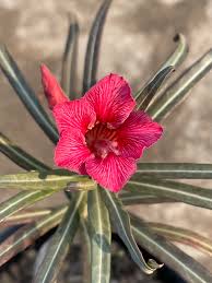 Image result for Ctenium somalense