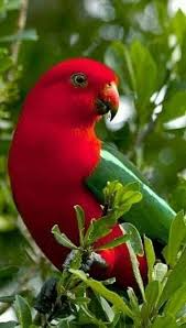 Green Bird With Red Spot On Head Pin On Birds