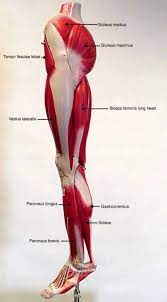 This image is titled nerves of the leg diagram and is attached to our article about leg nerves and reflex motion in feet. Muscles Of The Lower Limb Labeled Human Body Anatomy Leg Muscles Anatomy Muscle Anatomy
