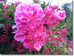 Landscape kommode mangoholz massiv braun von xxxlutz ansehen! Kostenlose Blumenbilder Blumenfotos Pfingstrose Pfingstrosen Bilder Blumen