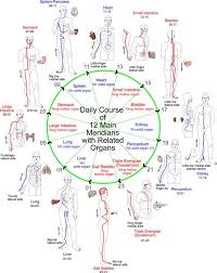 daily course of 12 meridians with related organs qigong