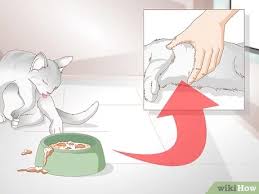 Although most pets only have mild symptoms or no symptoms, we are still learning about how they are affected. How To Tell If Your Cat Is Constipated 8 Steps With Pictures