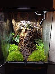 Pin On Dart Frogs