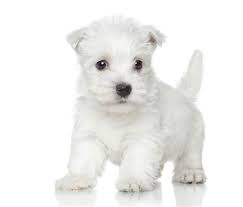 Maybe you would like to learn more about one of these? How Much Is A Westie Puppy And Adult Dog With Calculator Petbudget