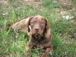 Muddy pawz ranch, llc located in sulphur springs, texas. German Shorthaired Lab German Shorthaired Pointer X Lab Mix Info Pictures