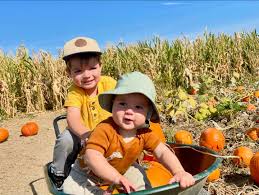 Pumpkin patch beside the cornfields in Longmont, Colorado with my grandsons  daughter Grace #grandparenting #pumpkins #longmontcolorado #autumn