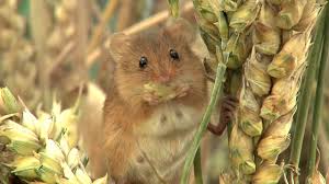 1jay > frosty > mouse asleep in a flower. Your Eyes Aren T Playing Tricks This Photographer Captured Real Harvest Mice In Tulips Techeblog