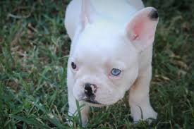 Blue frenchie makes a better companion than a protector. French Bulldog Puppies Ad 50951 Oklahoma City Ad Free Ads 80 000 Local Ads