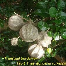 Image result for Garcinia volkensii