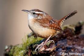 How big is a carolina wren? Photos Carolina Wren Thryothorus Ludovicianus Birds Of The World