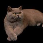 SILVERTALES CATTERY - British Shorthair, British Kitten