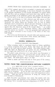 Image result for Erythrocephalum scabrifolium