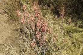 Image result for Triumfetta angolensis