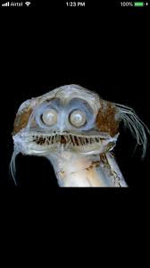 There is still much to be learned about the varied roles of these extra fish jaws in feeding. Thanks I Hate Deep Sea Telescope Fish Tihi