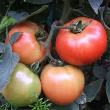 Already in february, or at the even though a lot of gardeners still like to start very early, starting seeds indoors 3 to 4 months. Growing Tomatoes In Home Gardens Umn Extension
