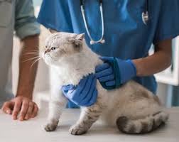 How to tell if your cat has worms. Worms In Cats The Most Common Types Treating And Prevention