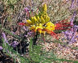 Check spelling or type a new query. Plants Poisonous To Dogs In The Southwest The Dog People By Rover Com