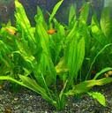 水草アマゾンソードの育て方 植え方 増やし方