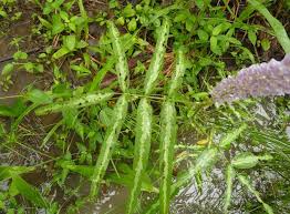 Image result for Uraria