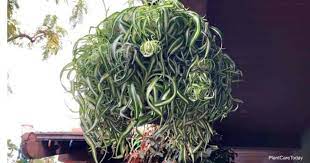  reply to this comment . Curly Spider Plant Care Growing Chlorophytum Comosum Bonnie